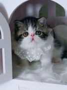 邯郸本地猫399起批发矮脚布偶缅因英短美短渐层加菲起司蓝猫暹