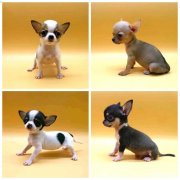 赛级精品【吉娃娃】包纯种丶疫苗驱虫已做完丶CKU犬舍直销