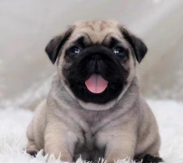 出售纯种巴哥幼犬品质非常好健康纯种