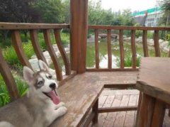 宠物犬家庭寄养训练