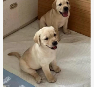 拉布拉多 狗舍直销幼犬一包纯种包健康可送货一签活体协议